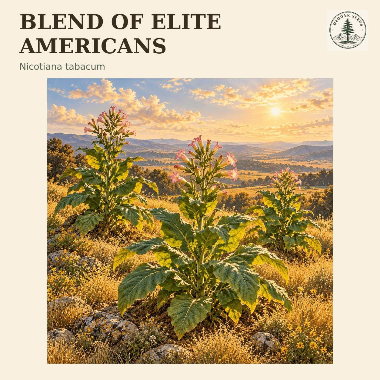 Blend Of Elite Americans seed selection cover with Nicotiana tabacum botanical artwork.