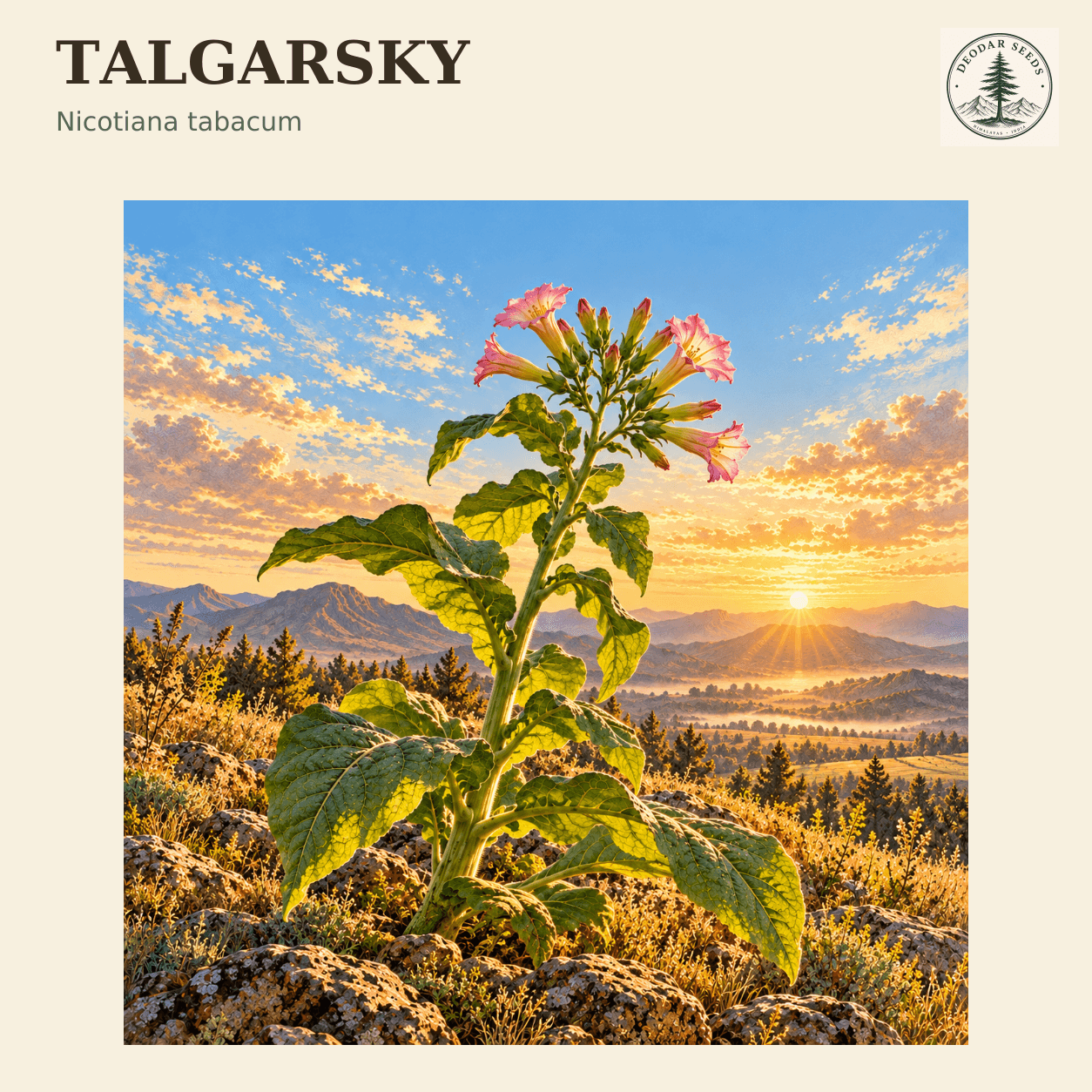 Talgarsky seed selection cover with Nicotiana tabacum botanical artwork.
