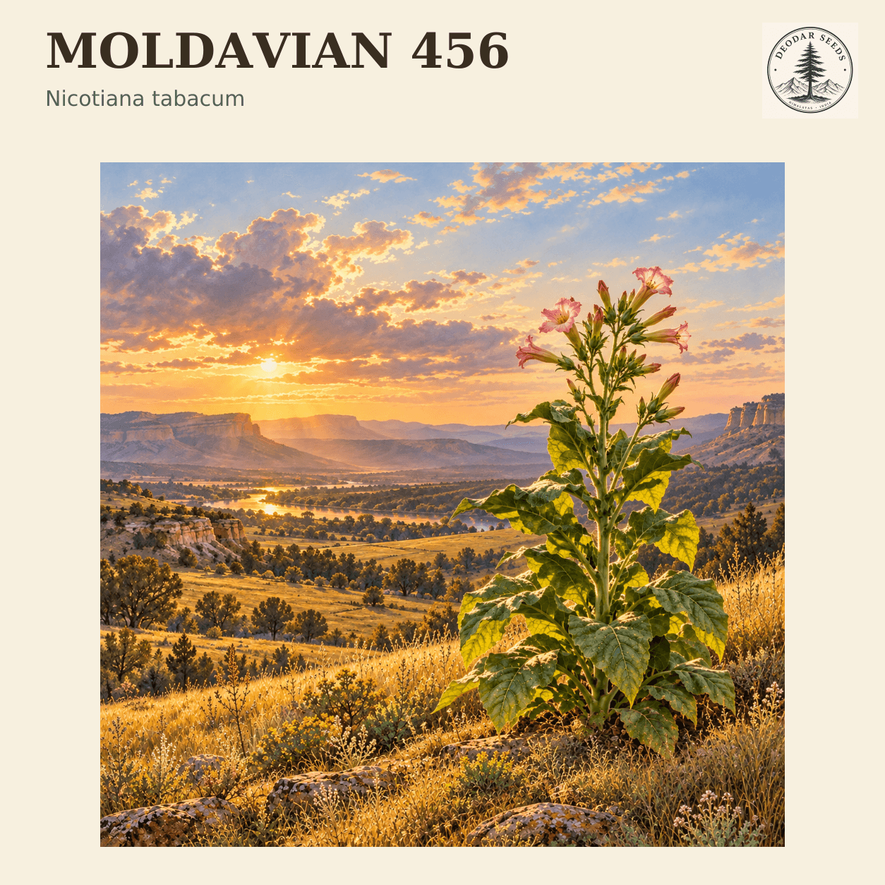 Moldavian 456 seed selection cover with Nicotiana tabacum botanical artwork.