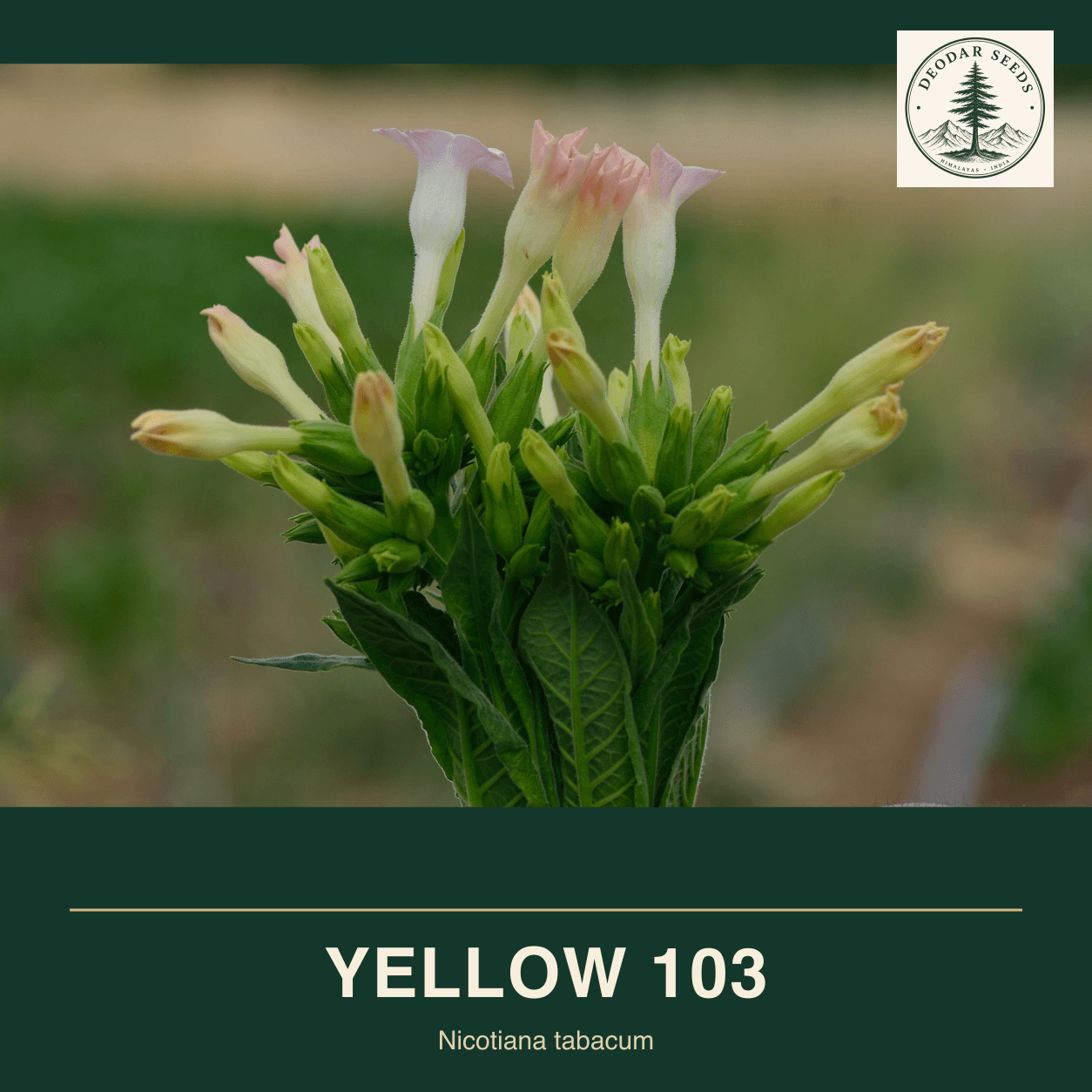 Pale pink tubular Nicotiana tabacum flowers and buds above green foliage; Yellow 103 seeds cover.