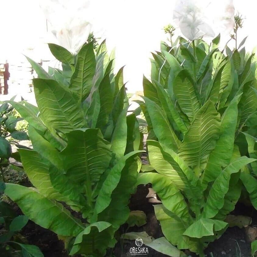 Tobacco Dubek 50 Seeds