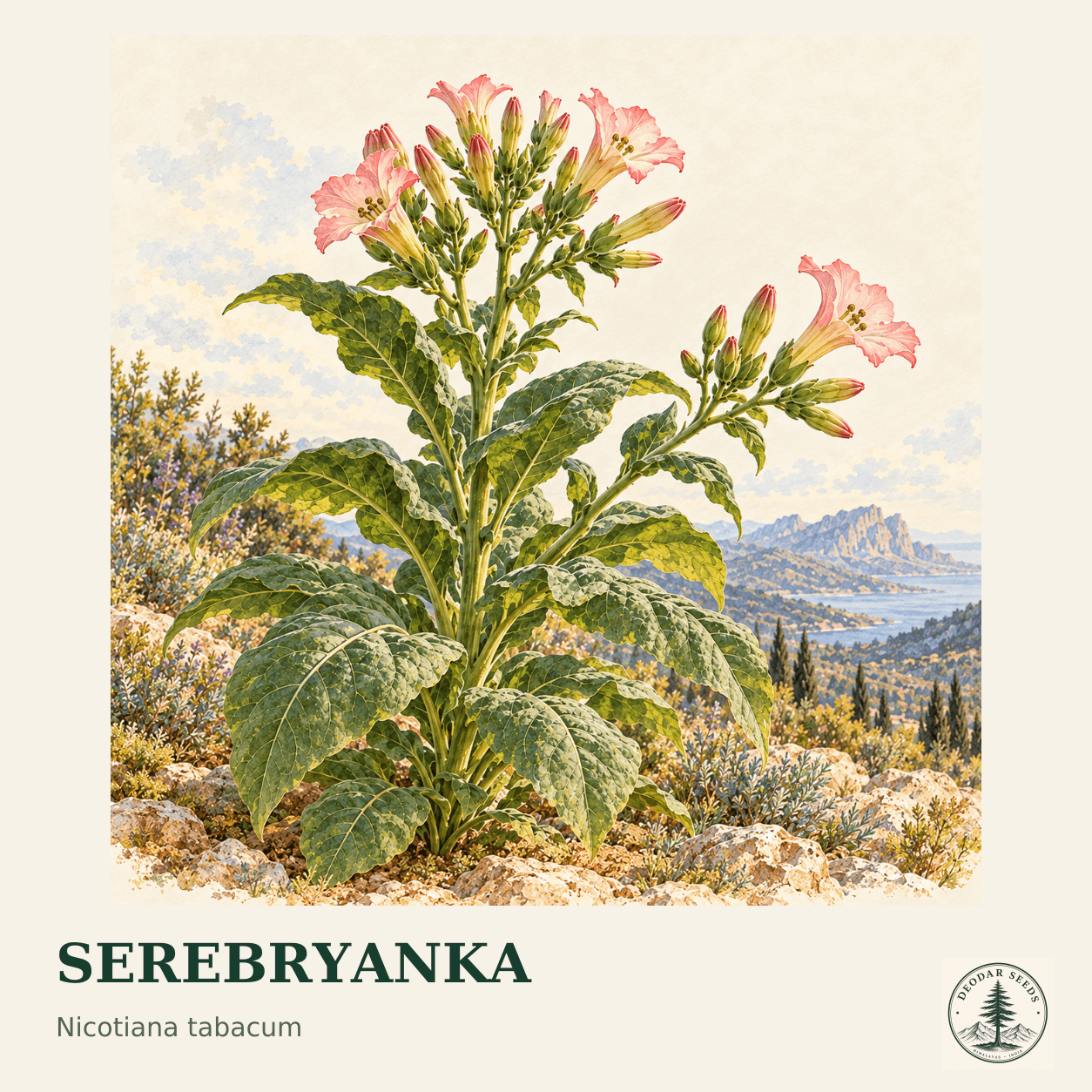 Serebryanka seed selection cover with Nicotiana tabacum flowers, closed flower buds and leaves.