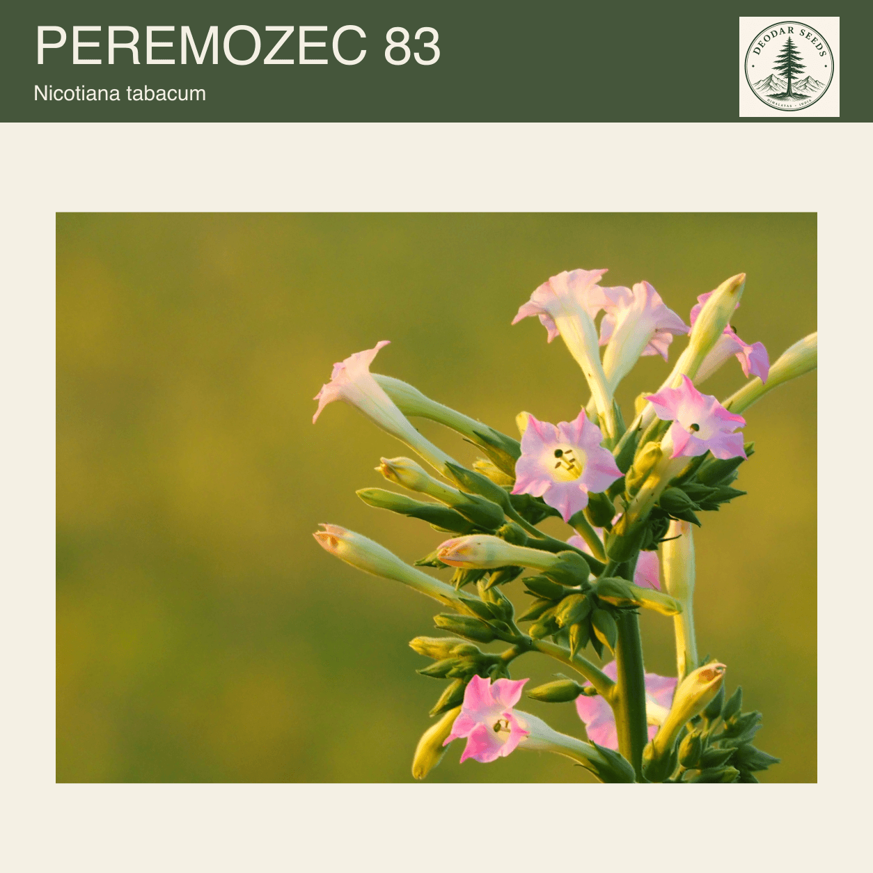 Pink Nicotiana tabacum flowers and green buds in warm sunlight against a softly blurred background; Peremozec 83 seeds cover.
