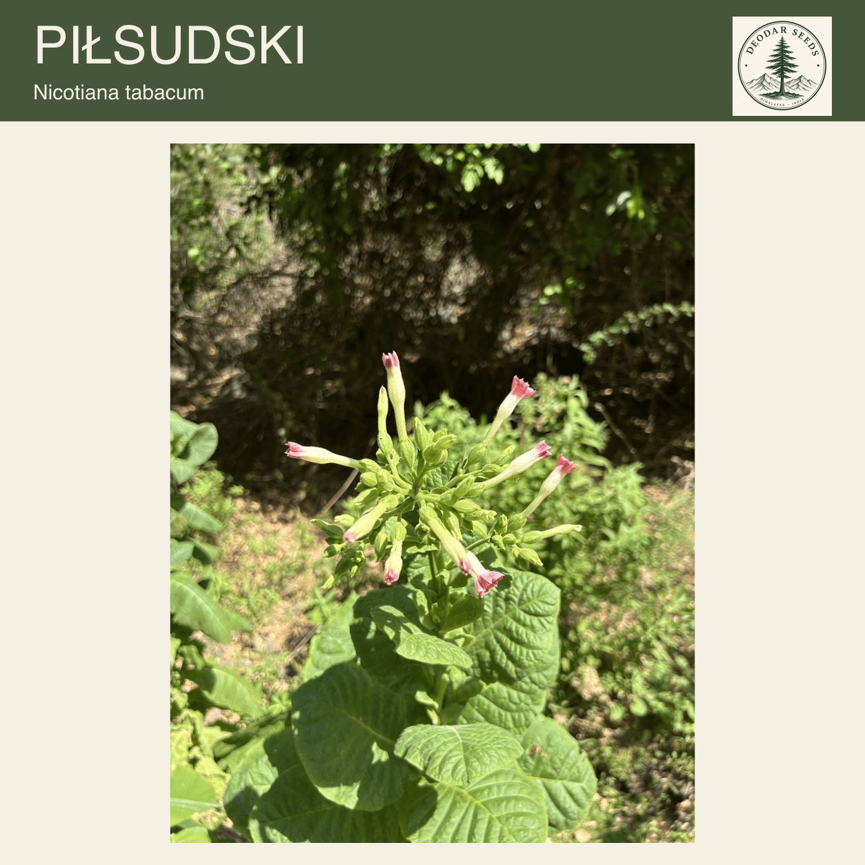 A Nicotiana tabacum flowering stem with pink-tipped tubular flowers and broad green leaves; Piłsudski seeds cover.