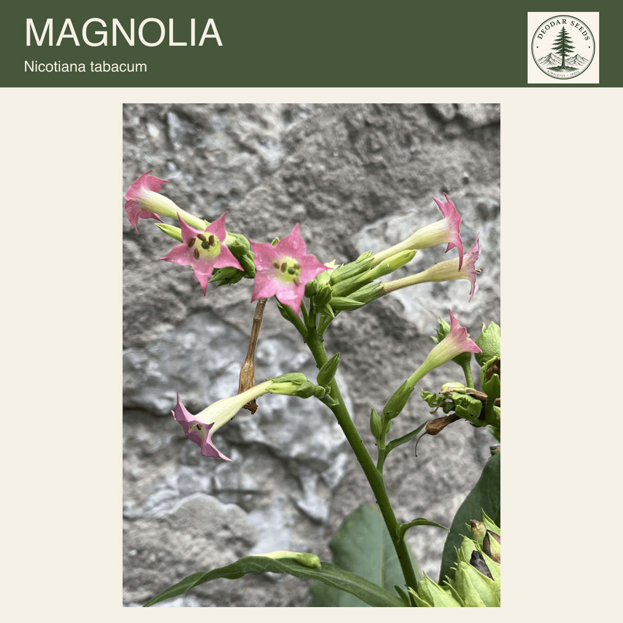 Pink Nicotiana tabacum flowers and pale tubular corollas on a green stem against a textured stone background; Magnolia seeds cover.