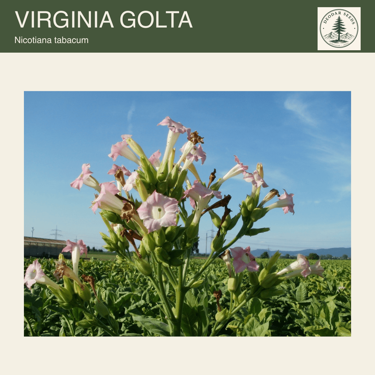 Nicotiana tabacum flowering field reference photograph used on the Virginia Golta seeds cover.