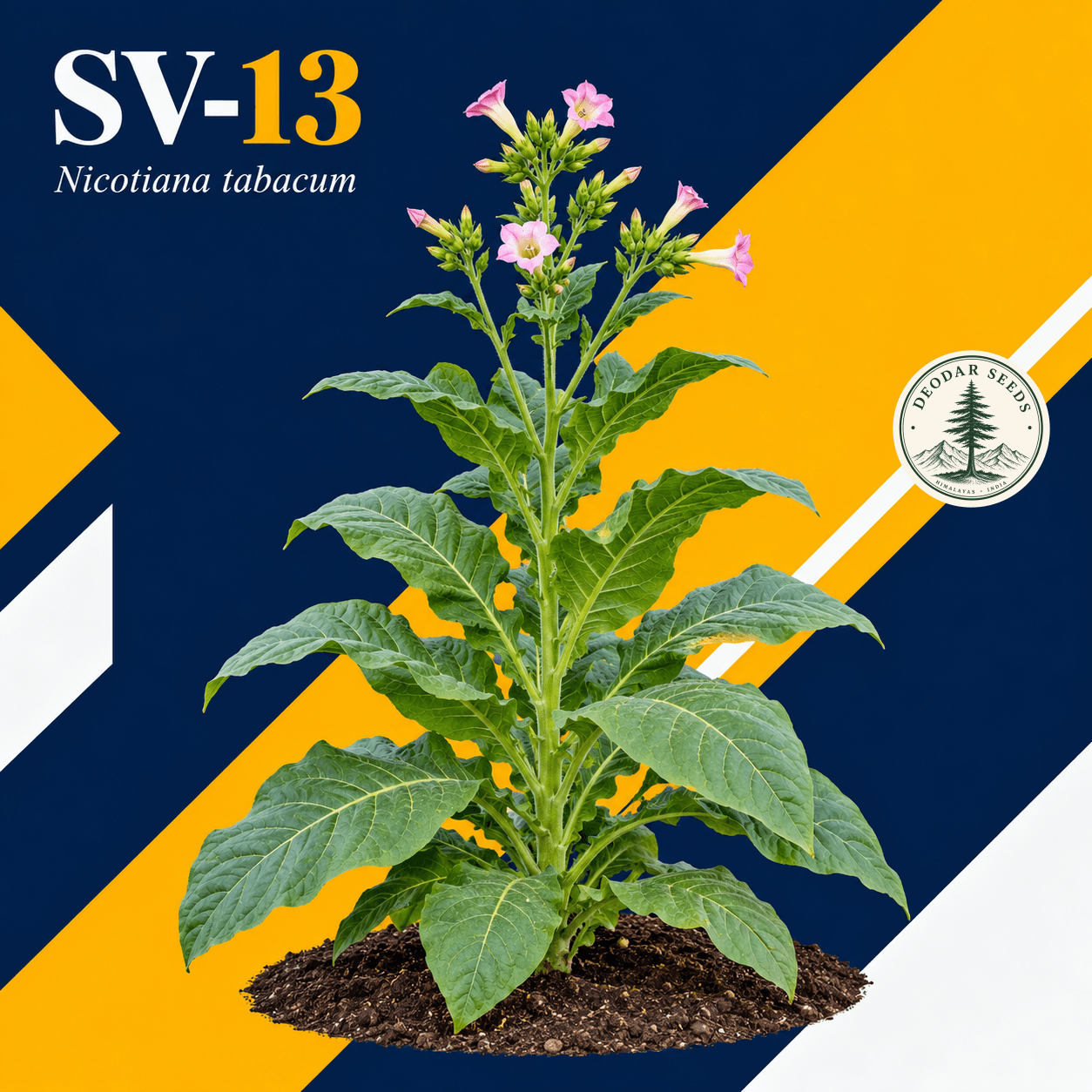 Illustrated cover: SV-13 (Nicotiana tabacum)