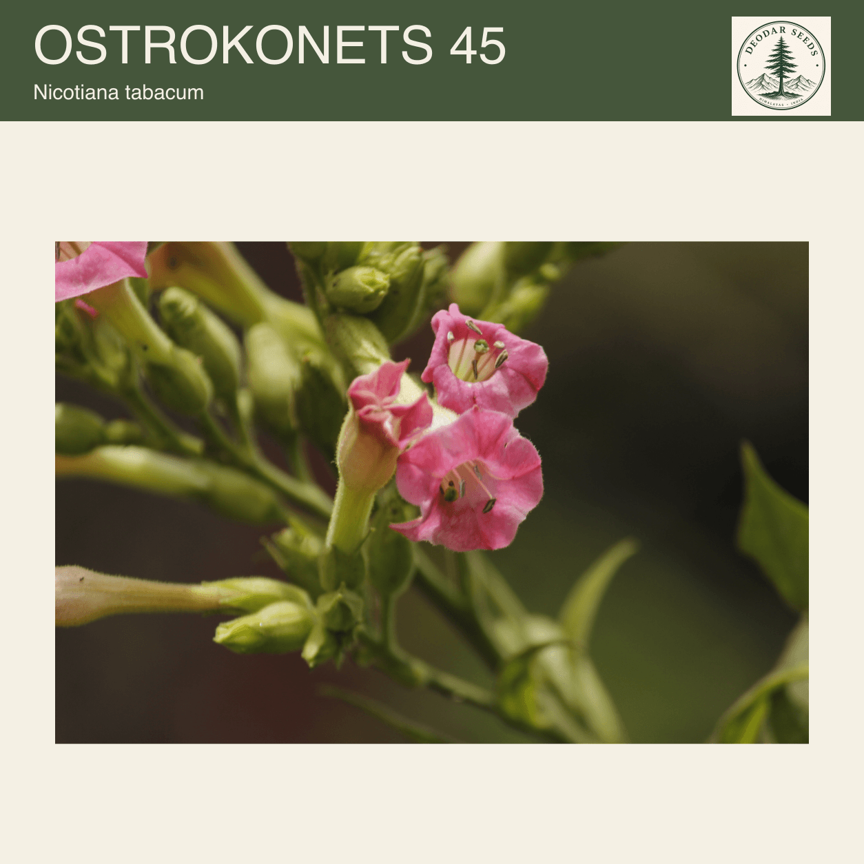 Pink Nicotiana tabacum flowers with visible anthers and tubular corollas against a softly blurred green background; Ostrokonets 45 seeds cover.