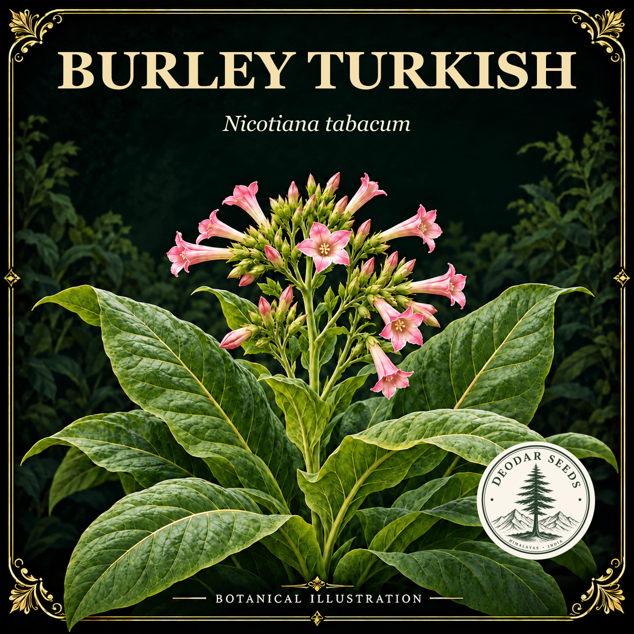 Illustrated cover: BURLEY TURKISH (Nicotiana tabacum)