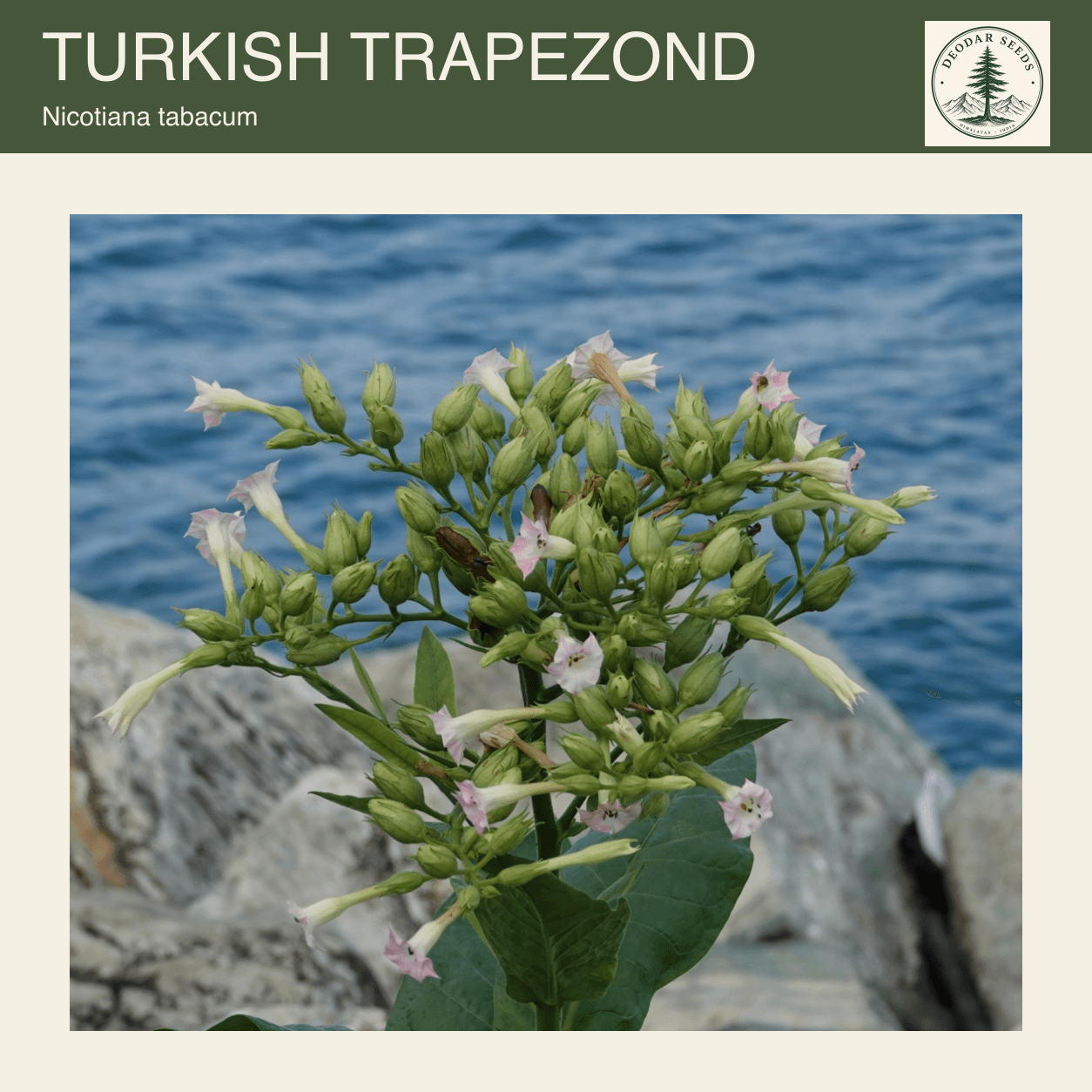 A Nicotiana tabacum flowering cluster with pale pink flowers and green calyces against blue water and rocks; Turkish Trapezond seeds cover.