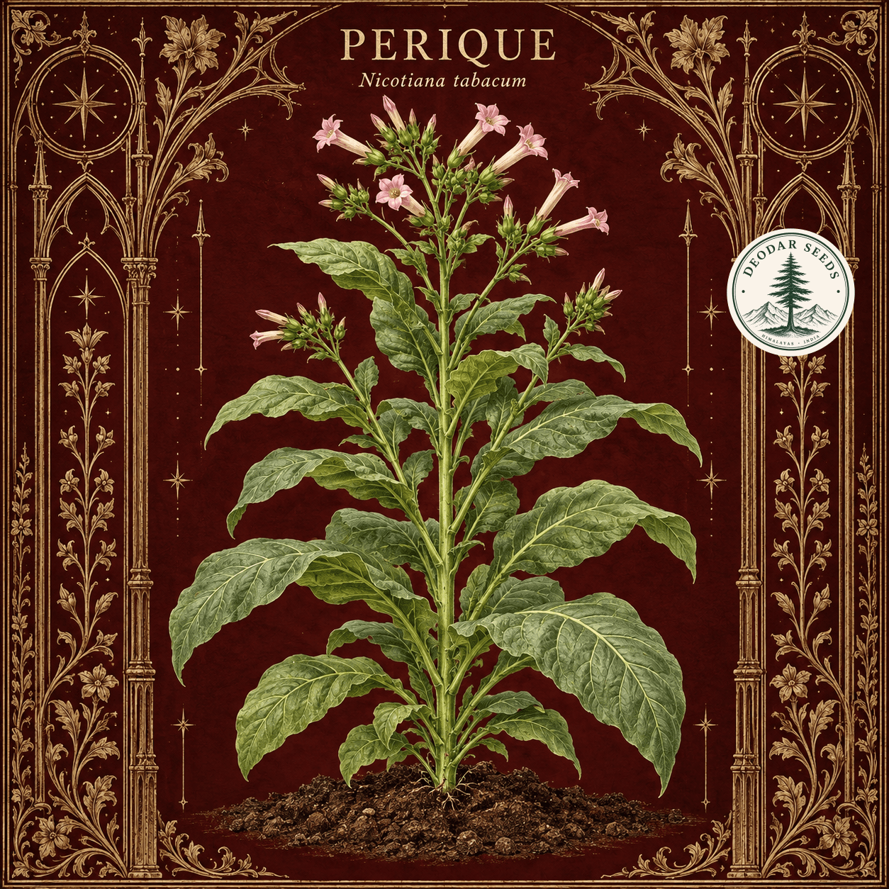 Illustrated cover: PERIQUE (Nicotiana tabacum)