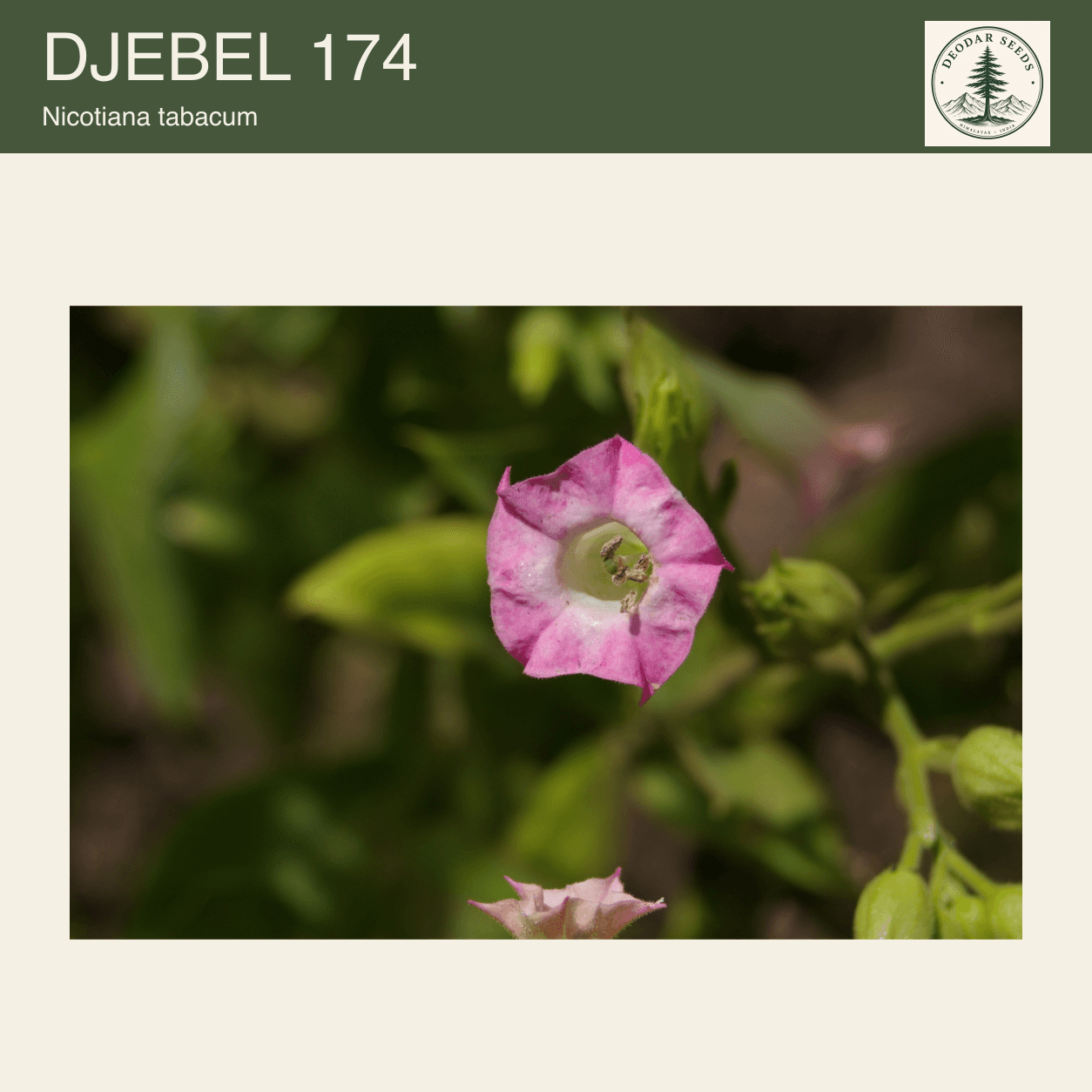 A pink Nicotiana tabacum flower face showing its pale centre, stigma and stamens; Djebel 174 seeds cover.