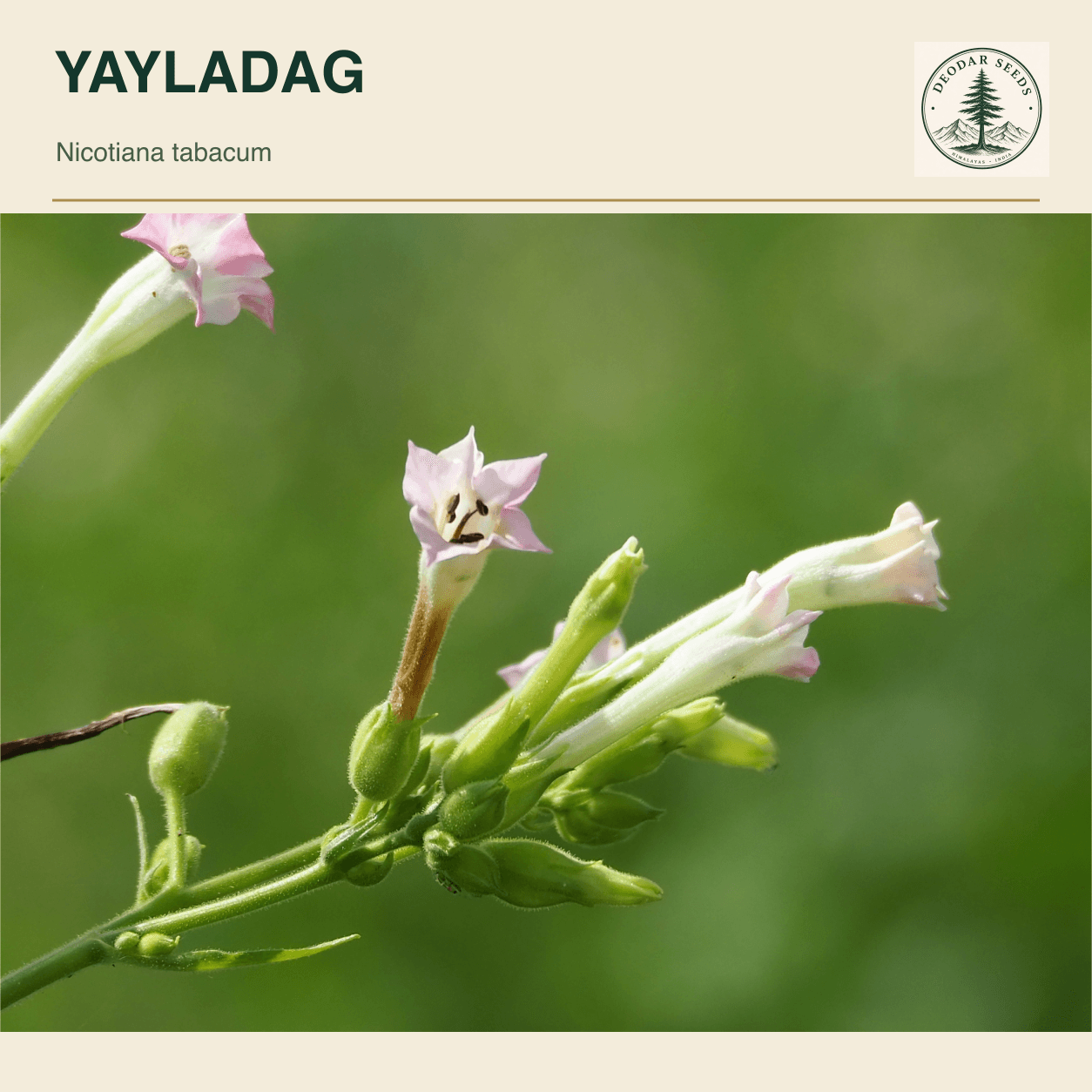 A close view of Nicotiana tabacum flowers, hairy tubes, buds and visible stamens against a green background; Yayladag seeds cover.