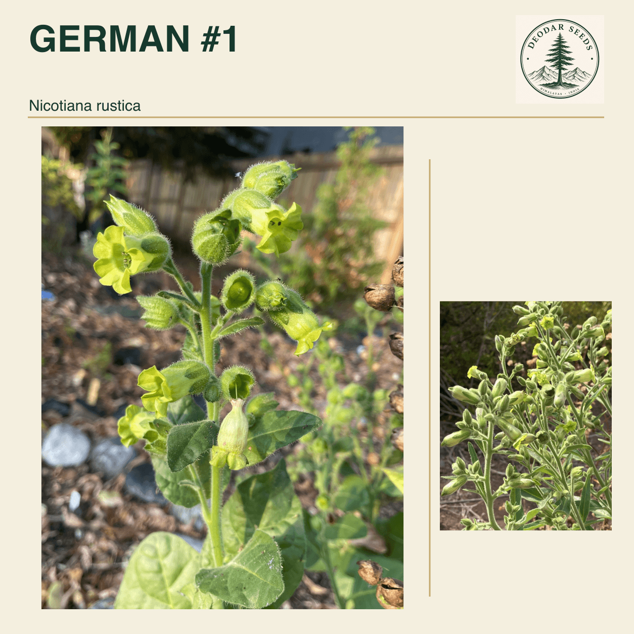 GERMAN #1 Nicotiana rustica seed cover with two views of green leaves and yellow-green flowers.