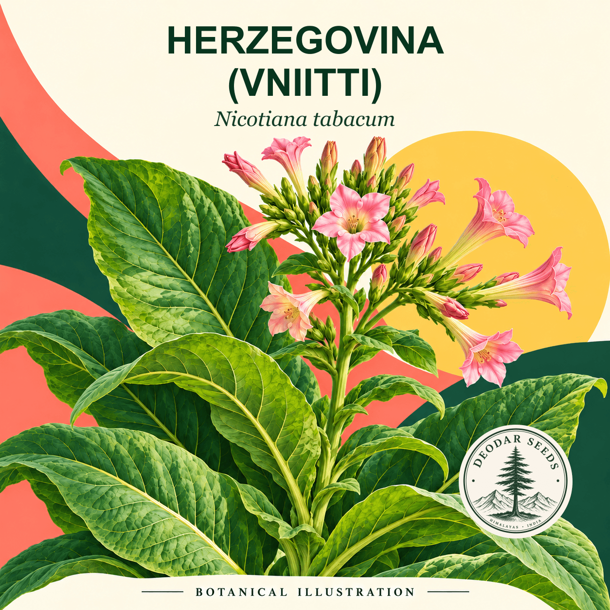 Illustrated cover: HERZEGOVINA (VNIITTI) (Nicotiana tabacum)