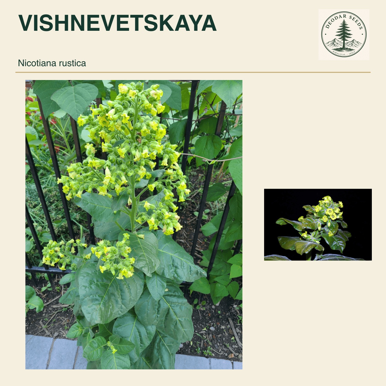 VISHNEVETSKAYA Nicotiana rustica seed cover with two views of green leaves and yellow-green flowers.