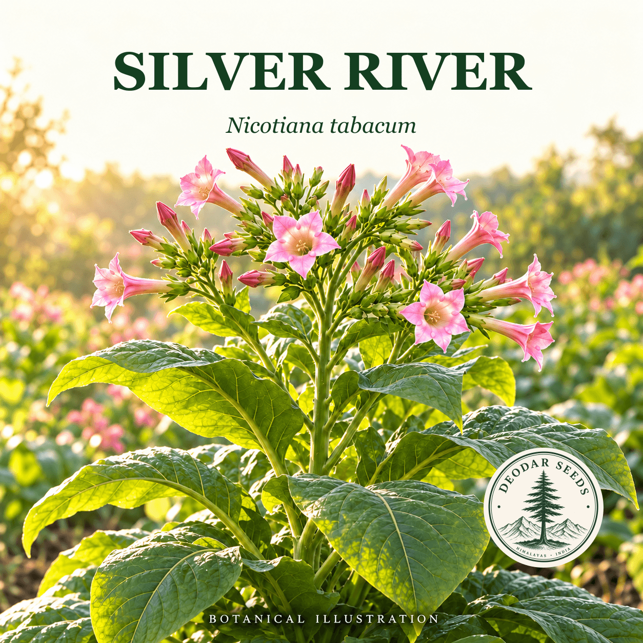 Illustrated cover: SILVER RIVER (Nicotiana tabacum)