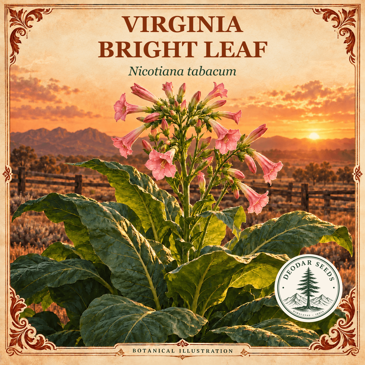Illustrated cover: VIRGINIA BRIGHT LEAF (Nicotiana tabacum)