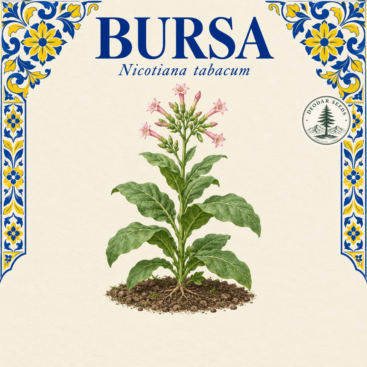 Illustrated cover: BURSA (Nicotiana tabacum)