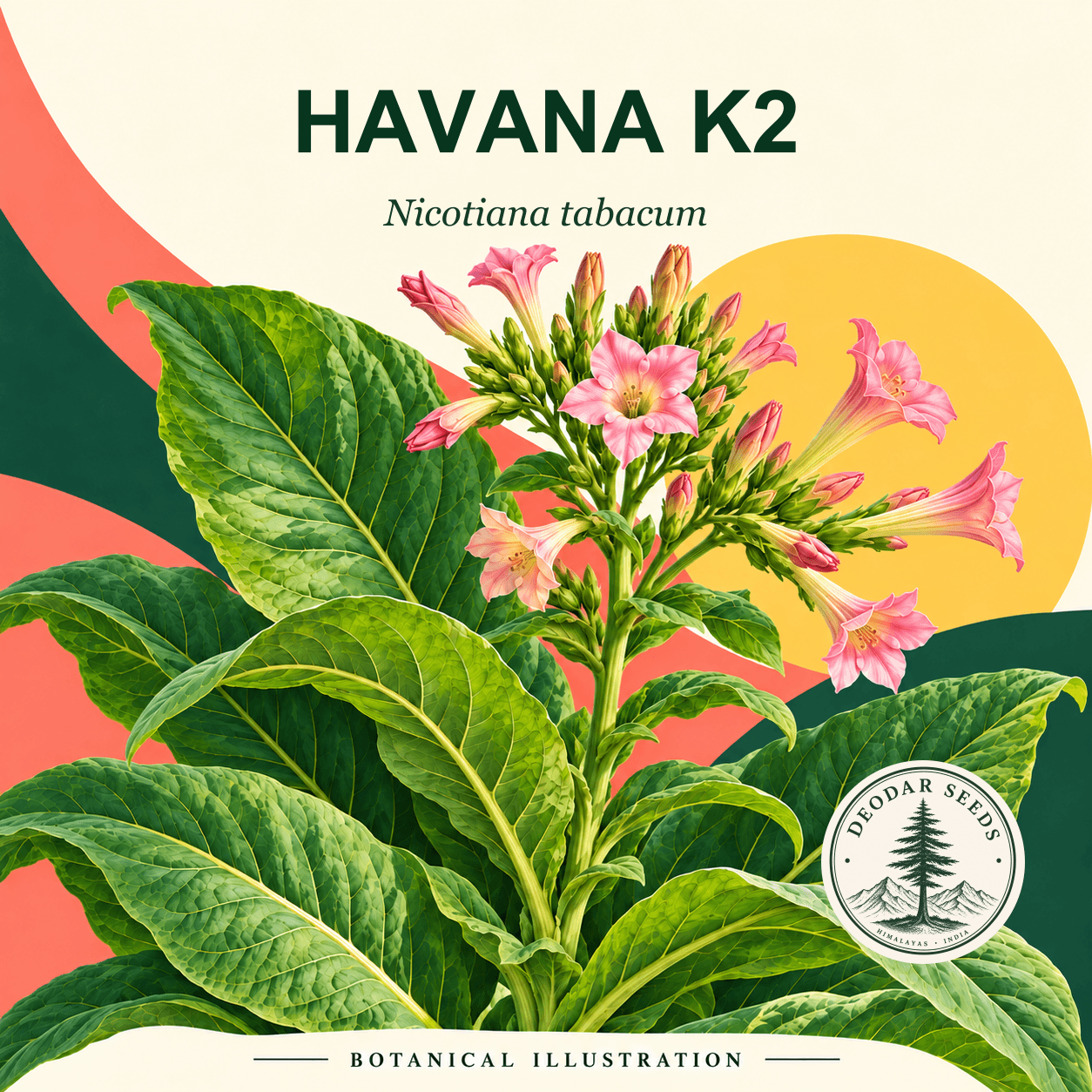 Illustrated cover: HAVANA K2 (Nicotiana tabacum)