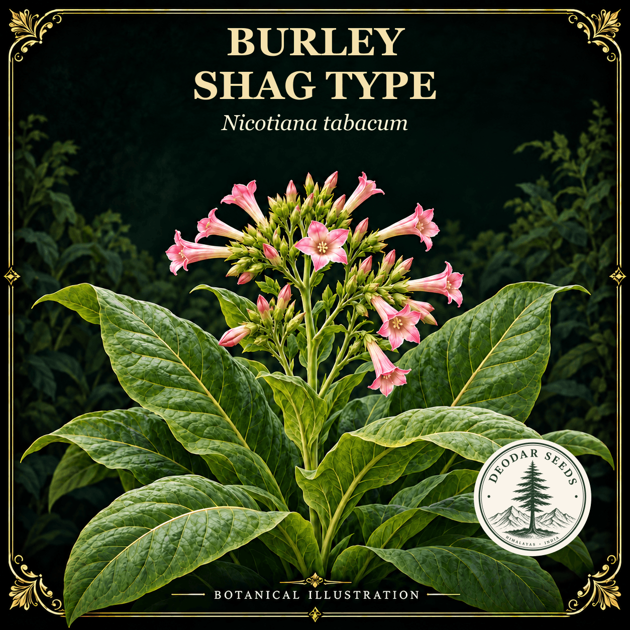 Illustrated cover: BURLEY SHAG TYPE (Nicotiana tabacum)