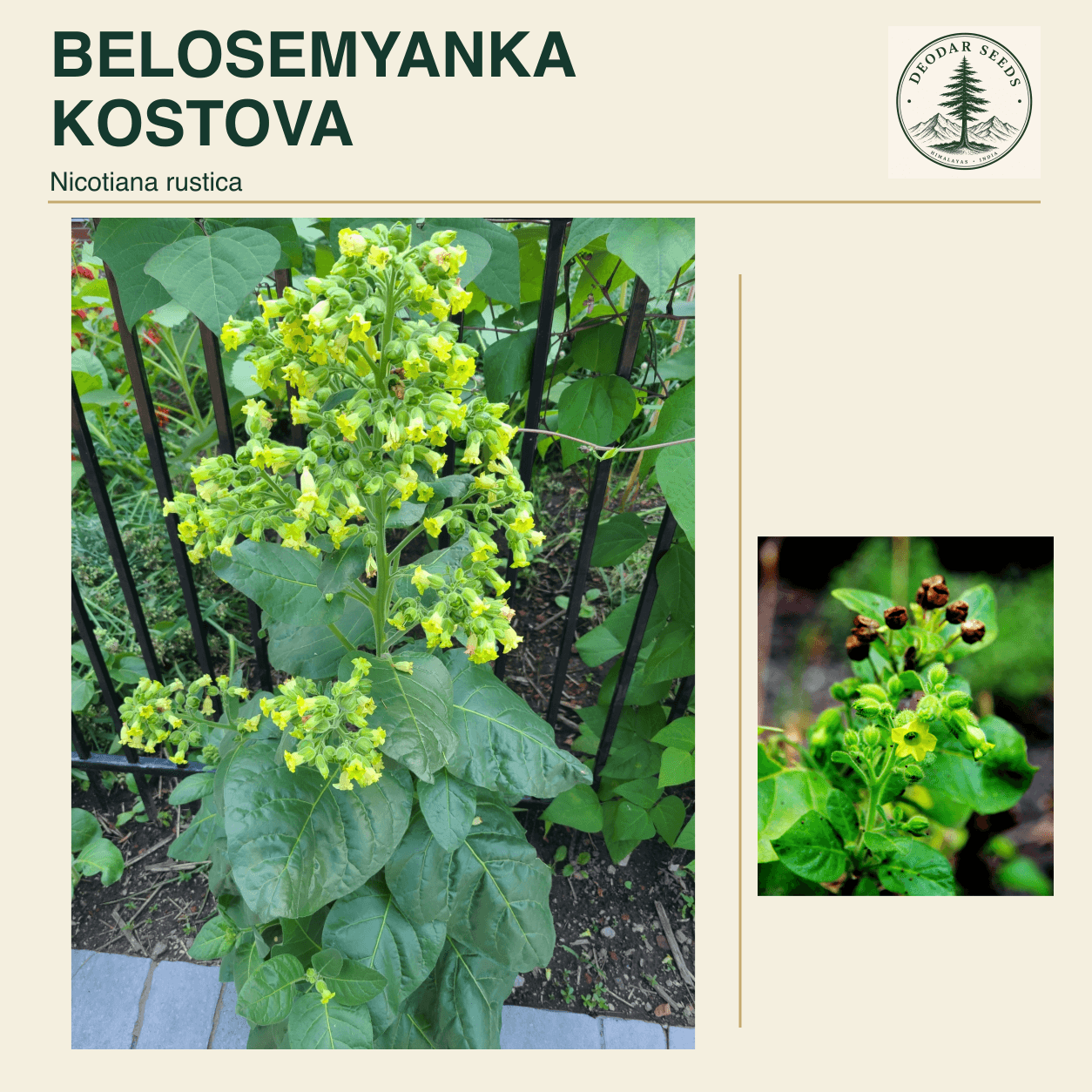 BELOSEMYANKA KOSTOVA Nicotiana rustica seed cover with two views of green leaves and yellow-green flowers.
