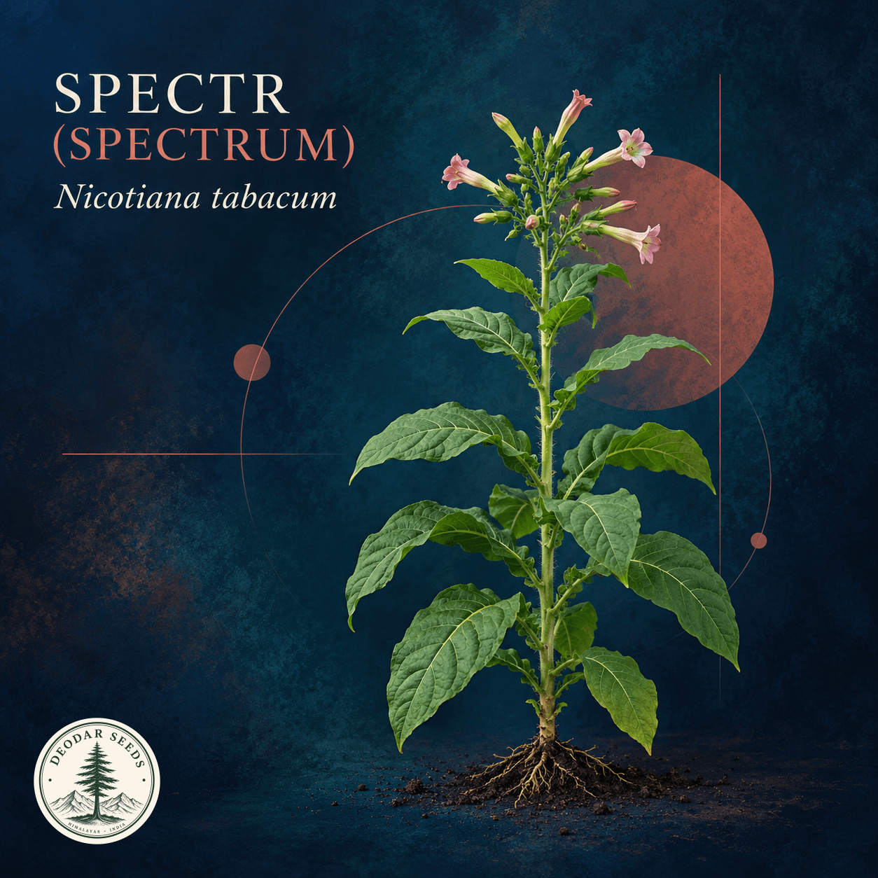 Illustrated cover: SPECTR (SPECTRUM) (Nicotiana tabacum)