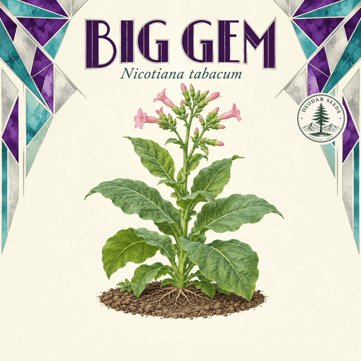 Illustrated cover: BIG GEM (Nicotiana tabacum)