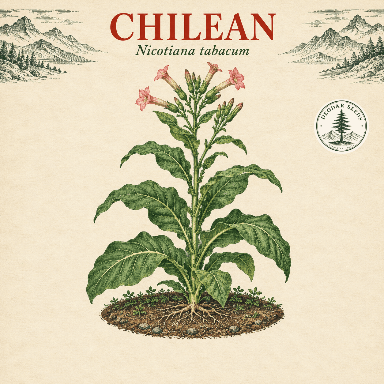 Illustrated cover: CHILEAN (Nicotiana tabacum)