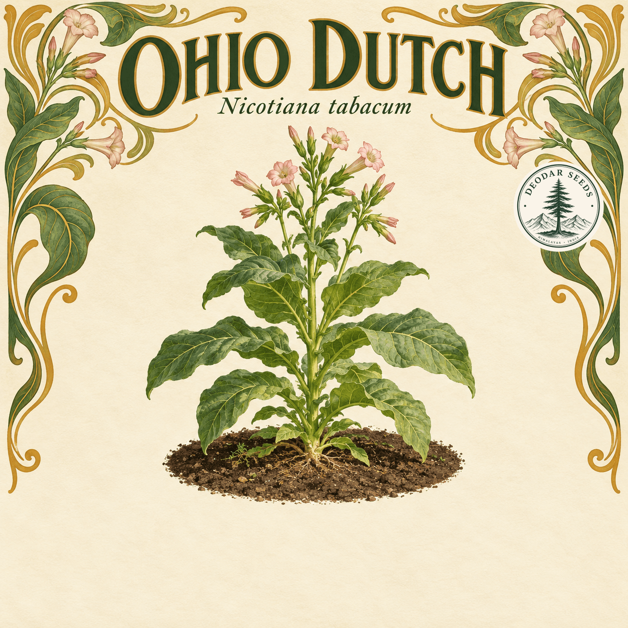 Illustrated cover: OHIO DUTCH (Nicotiana tabacum)