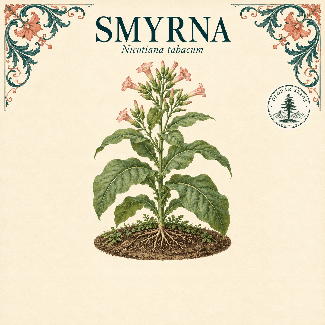 Illustrated cover: SMYRNA (Nicotiana tabacum)