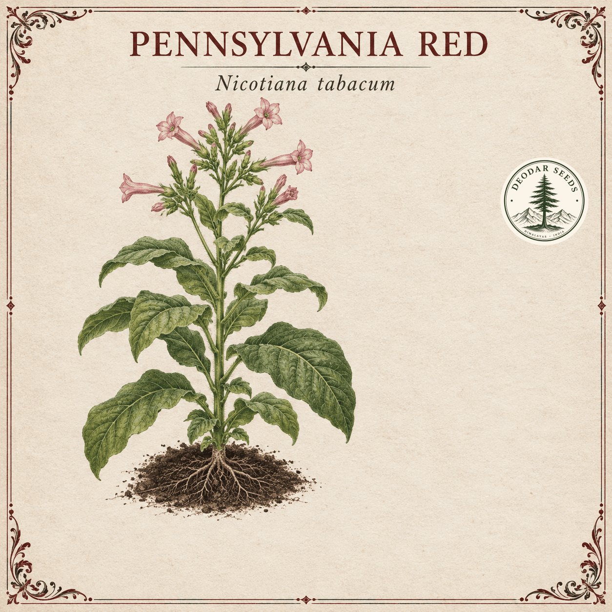 Pennsylvania Red (Nicotiana tabacum) botanical illustration showing a flowering plant and garnet-and-charcoal ornamental border.