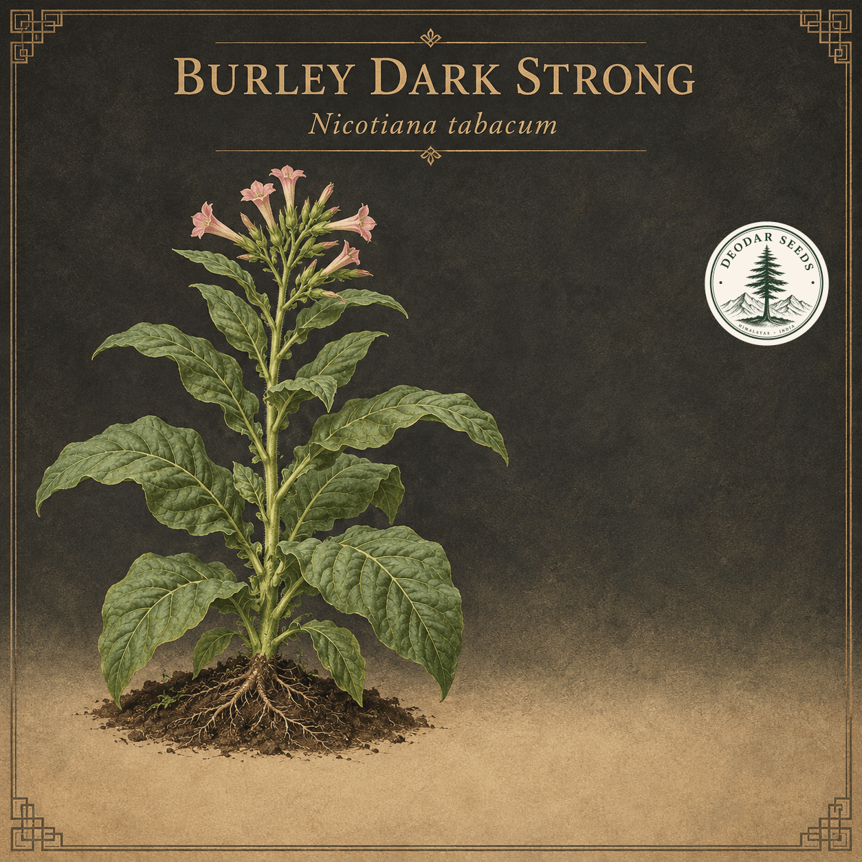 Burley Dark Strong (Nicotiana tabacum) botanical illustration showing a flowering plant and charcoal-and-brass ornamental design.