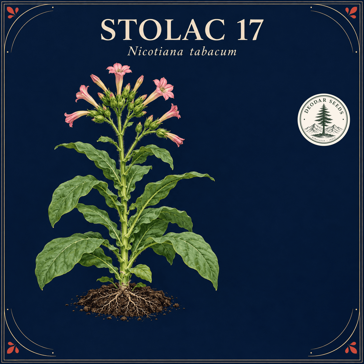 Stolac 17 (Nicotiana tabacum) botanical illustration showing a flowering plant and navy-and-coral ornamental design.