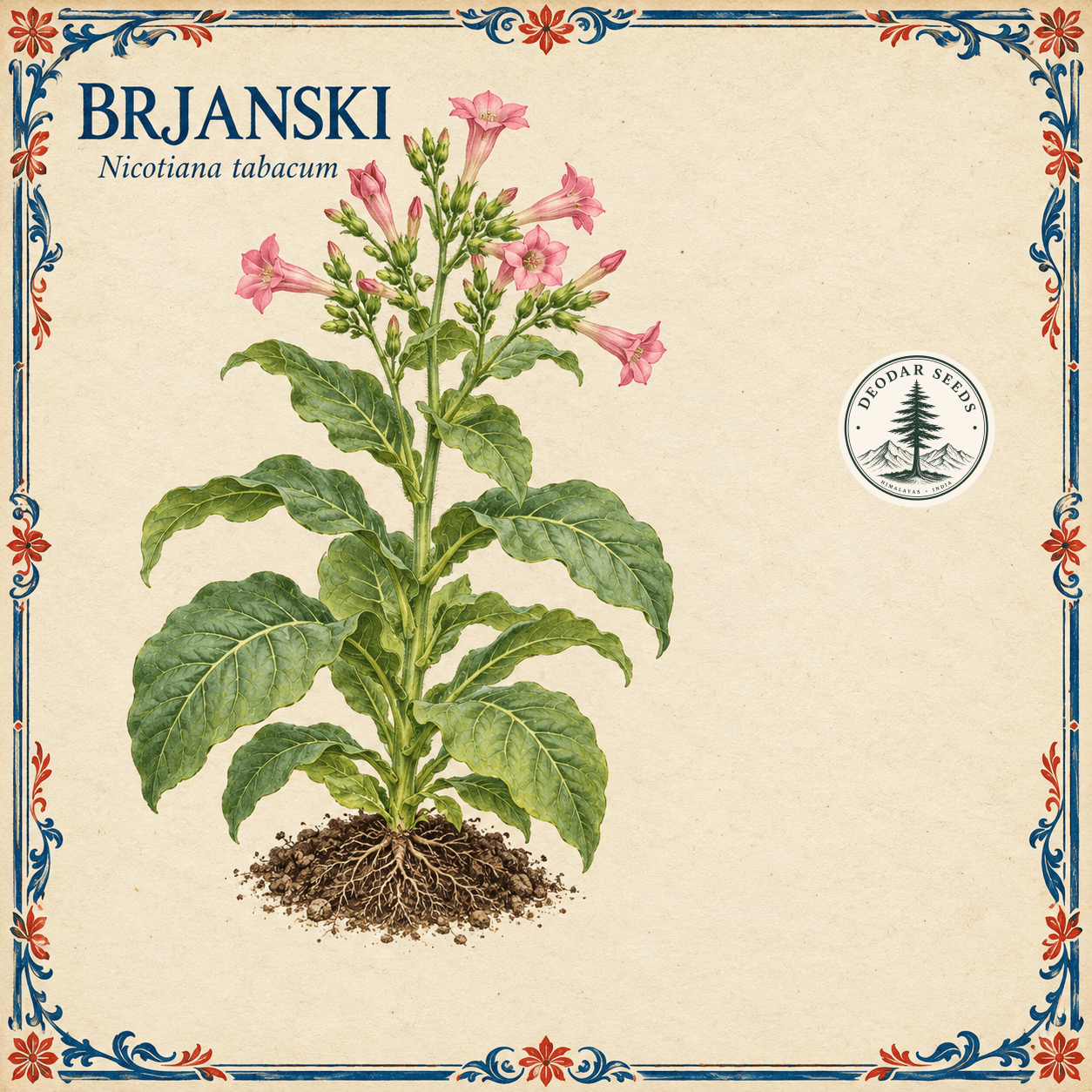 Brjanski (Nicotiana tabacum) botanical illustration showing a flowering plant and cobalt-blue-and-red ornamental border.