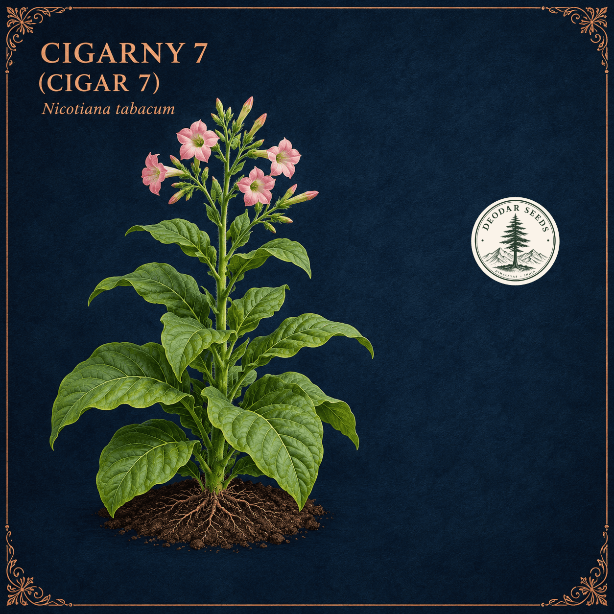 Cigarny 7 / Cigar 7 (Nicotiana tabacum) botanical illustration showing a flowering plant on a navy background with a copper ornamental border.