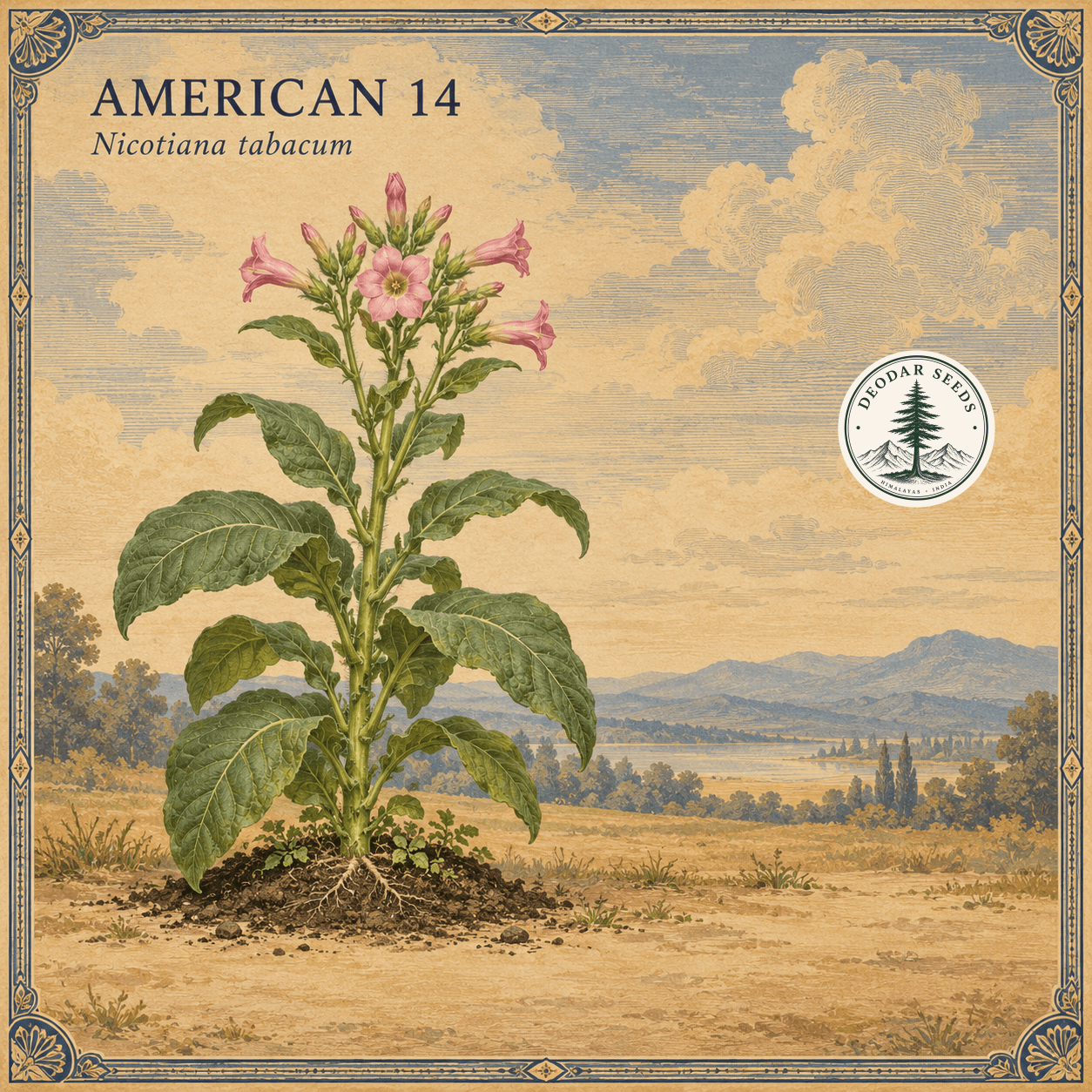 American 14 (Nicotiana tabacum) botanical illustration showing a flowering plant against a warm-toned engraved landscape.