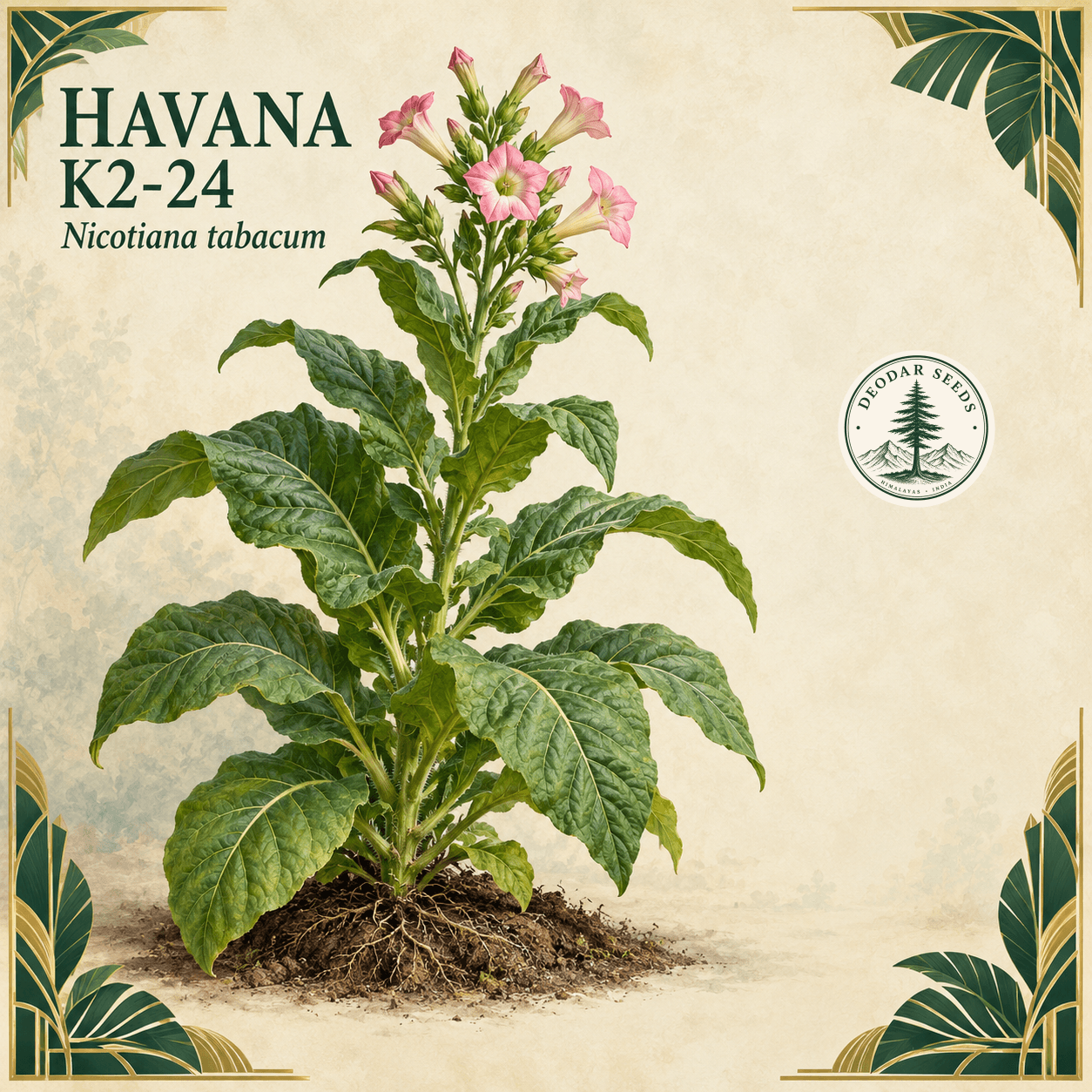 Havana K2-24 (Nicotiana tabacum) botanical illustration showing a complete flowering plant and soil island on an ivory background with emerald and brass Art Deco corners.