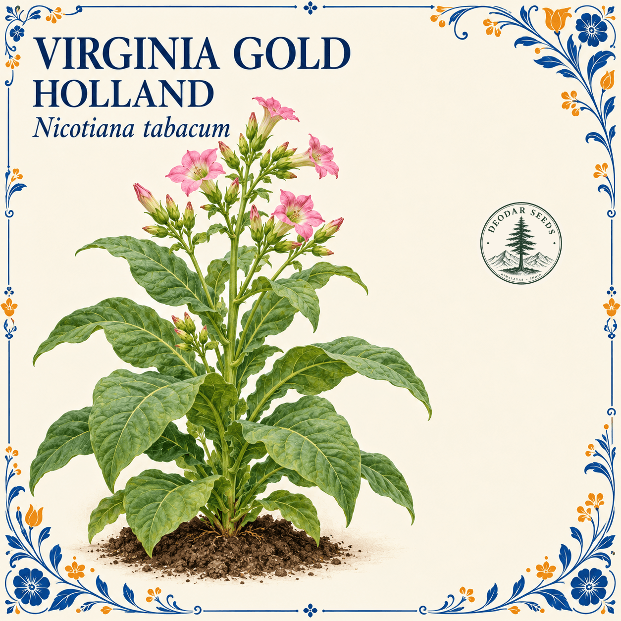Virginia Gold Holland (Nicotiana tabacum) botanical illustration showing a complete flowering plant and soil island on ivory with a cobalt-blue and orange floral border.