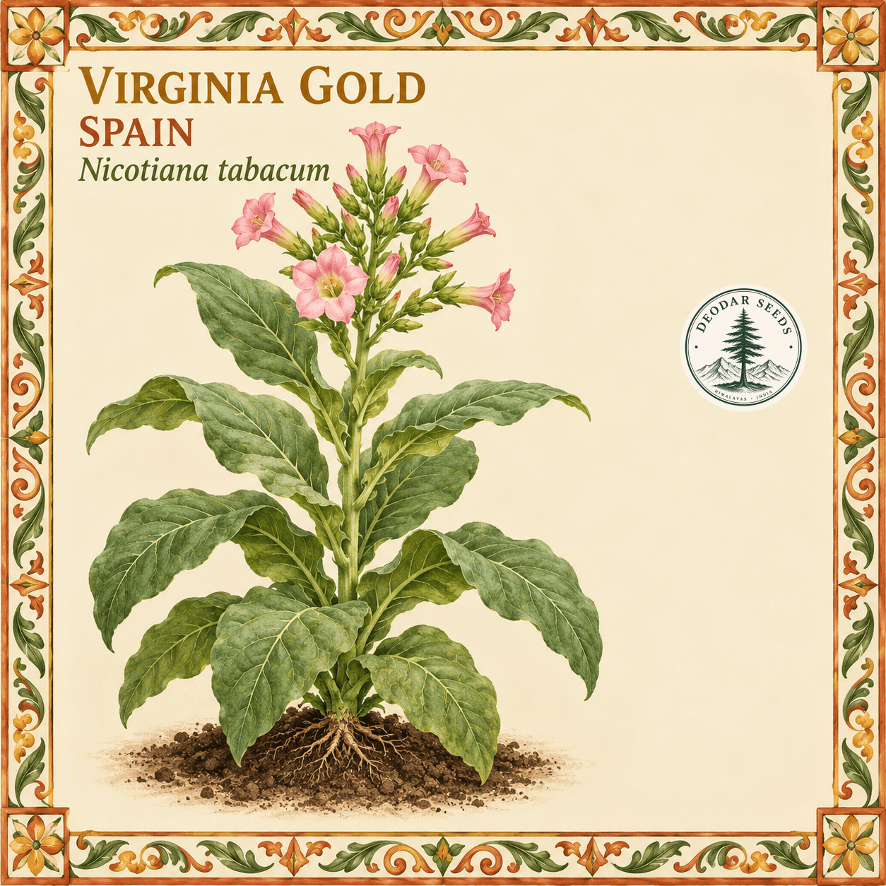 Virginia Gold Spain (Nicotiana tabacum) botanical illustration showing a complete flowering plant and soil island on ivory with a terracotta, olive and ochre floral tile border.