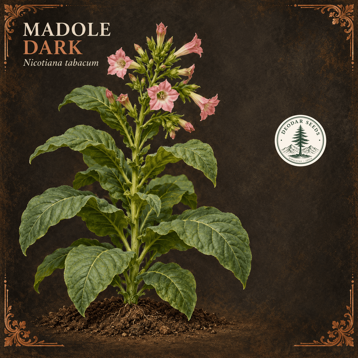 Madole Dark (Nicotiana tabacum) botanical illustration showing a complete green flowering plant and soil island on charcoal with copper corner ornament.