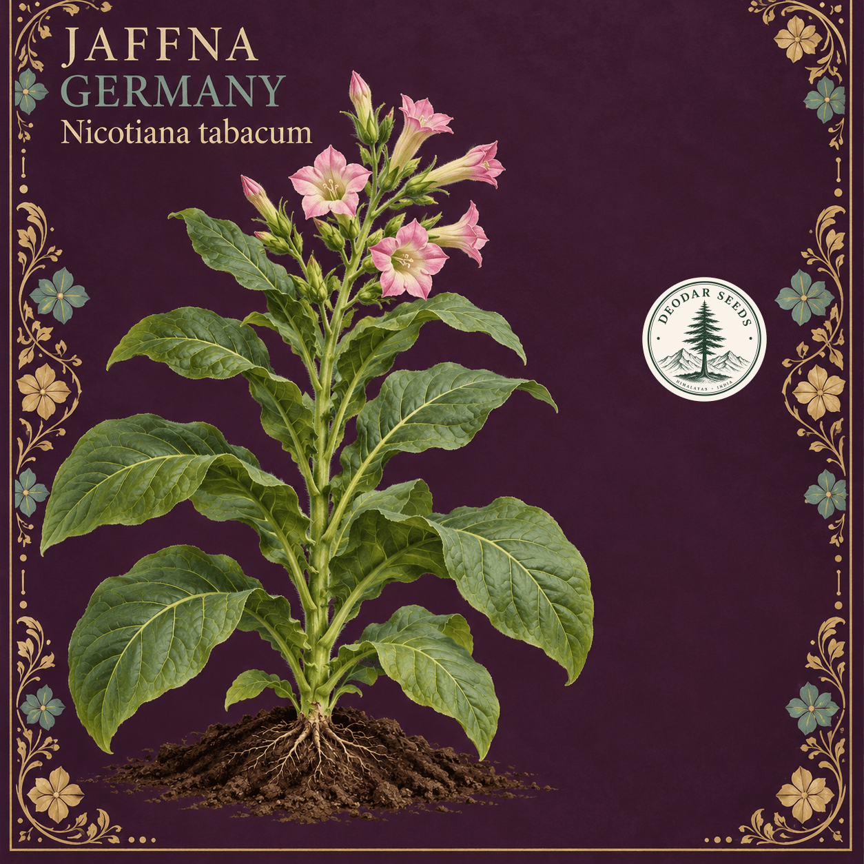 Jaffna Germany (Nicotiana tabacum) botanical illustration showing a complete flowering green plant and soil island on aubergine with gold and turquoise floral ornament.