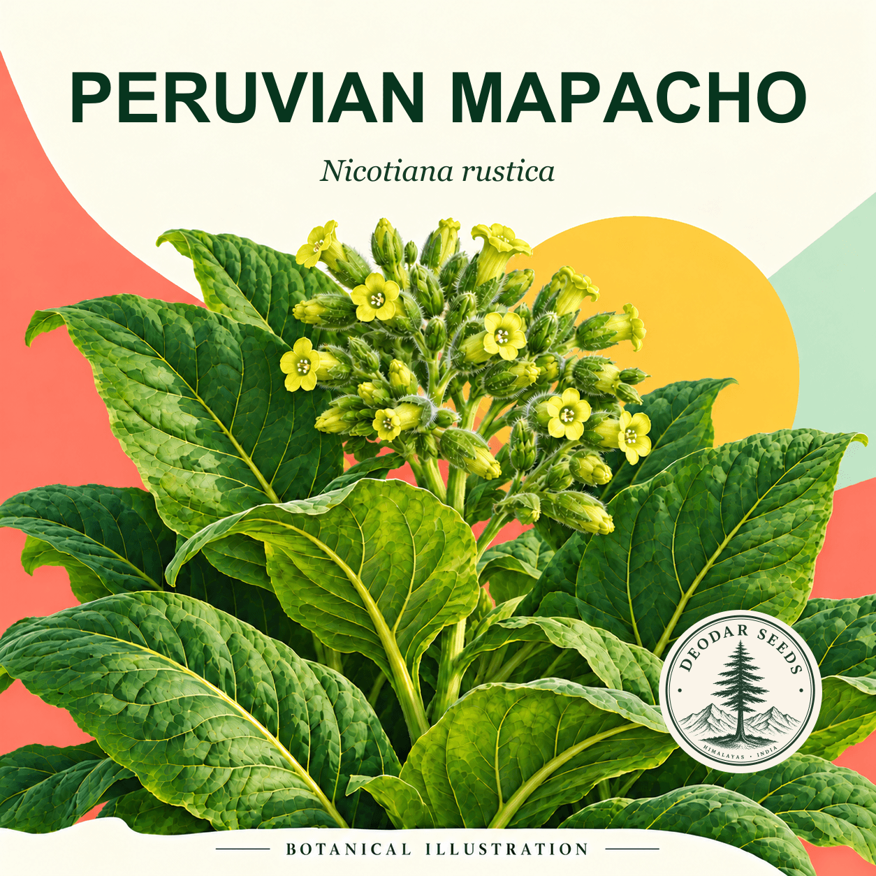 Illustrated cover: PERUVIAN MAPACHO (Nicotiana rustica)