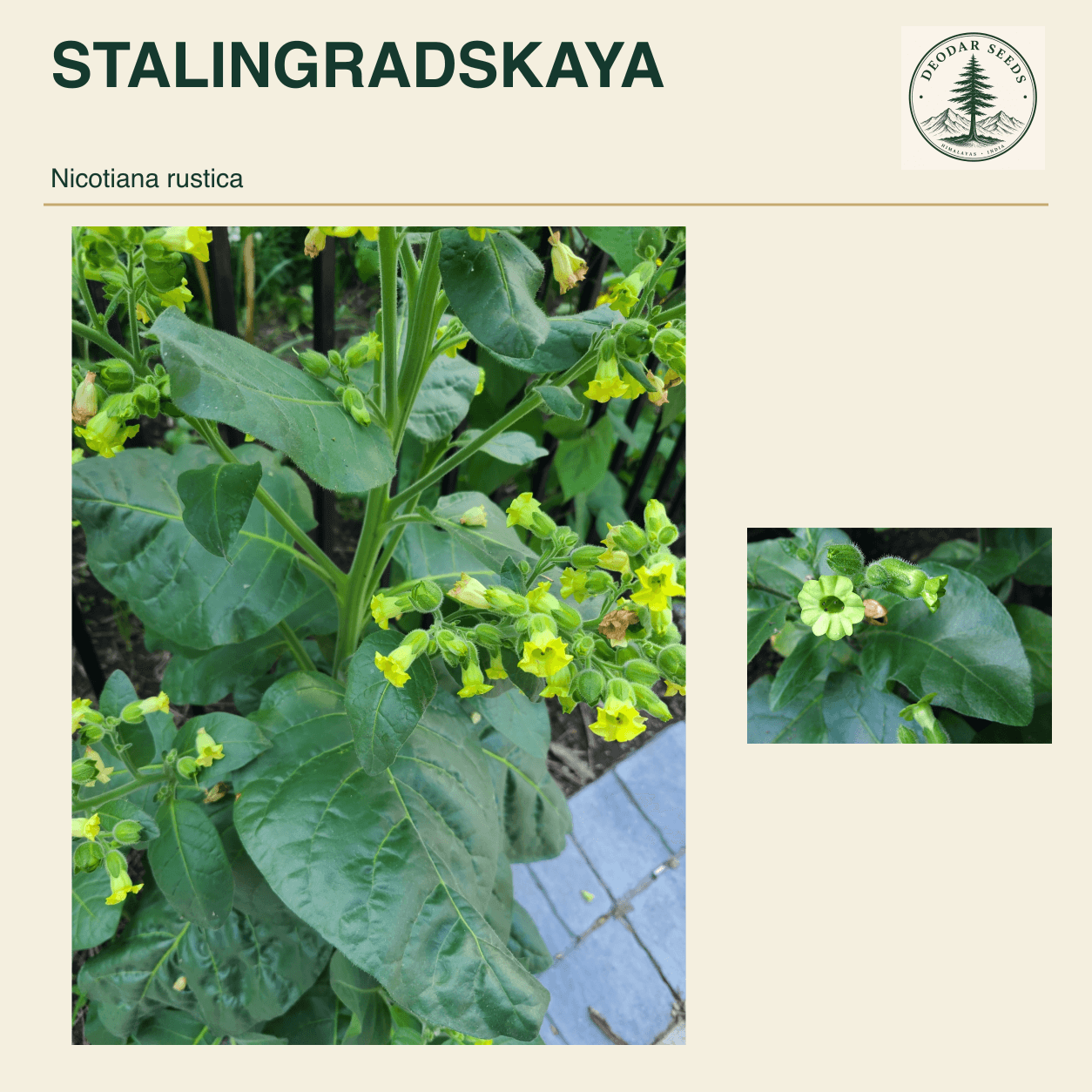 STALINGRADSKAYA Nicotiana rustica seed cover with two views of green leaves and yellow-green flowers.