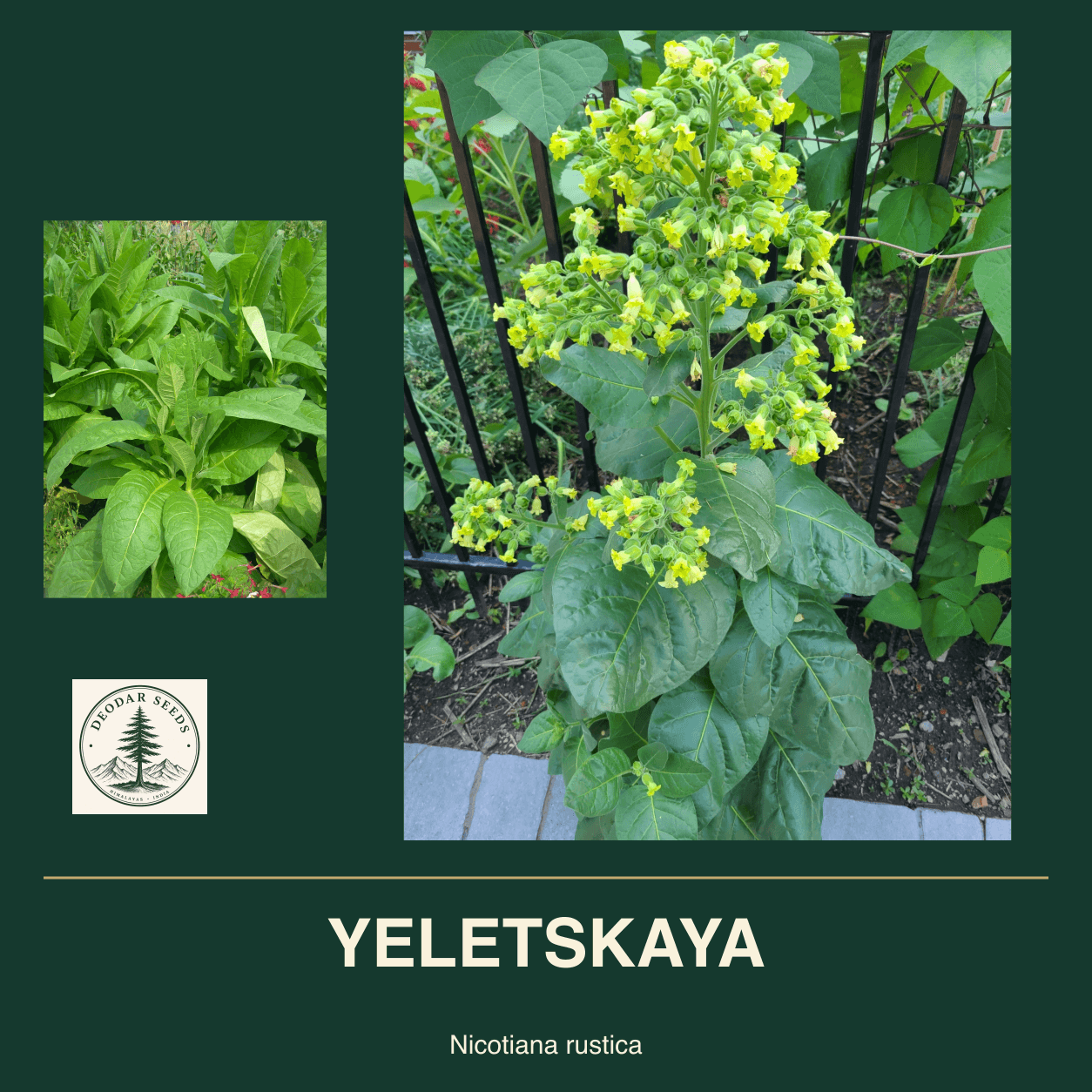 YELETSKAYA Nicotiana rustica seed cover with two views of green leaves and yellow-green flowers.