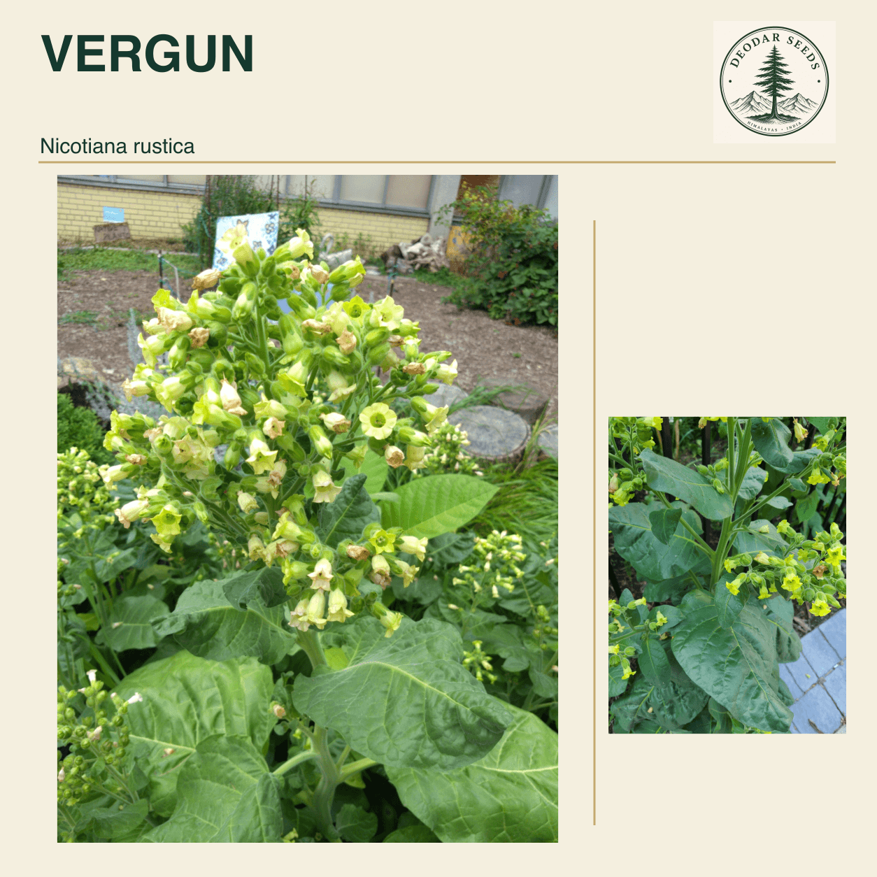 VERGUN Nicotiana rustica seed cover with two views of green leaves and yellow-green flowers.