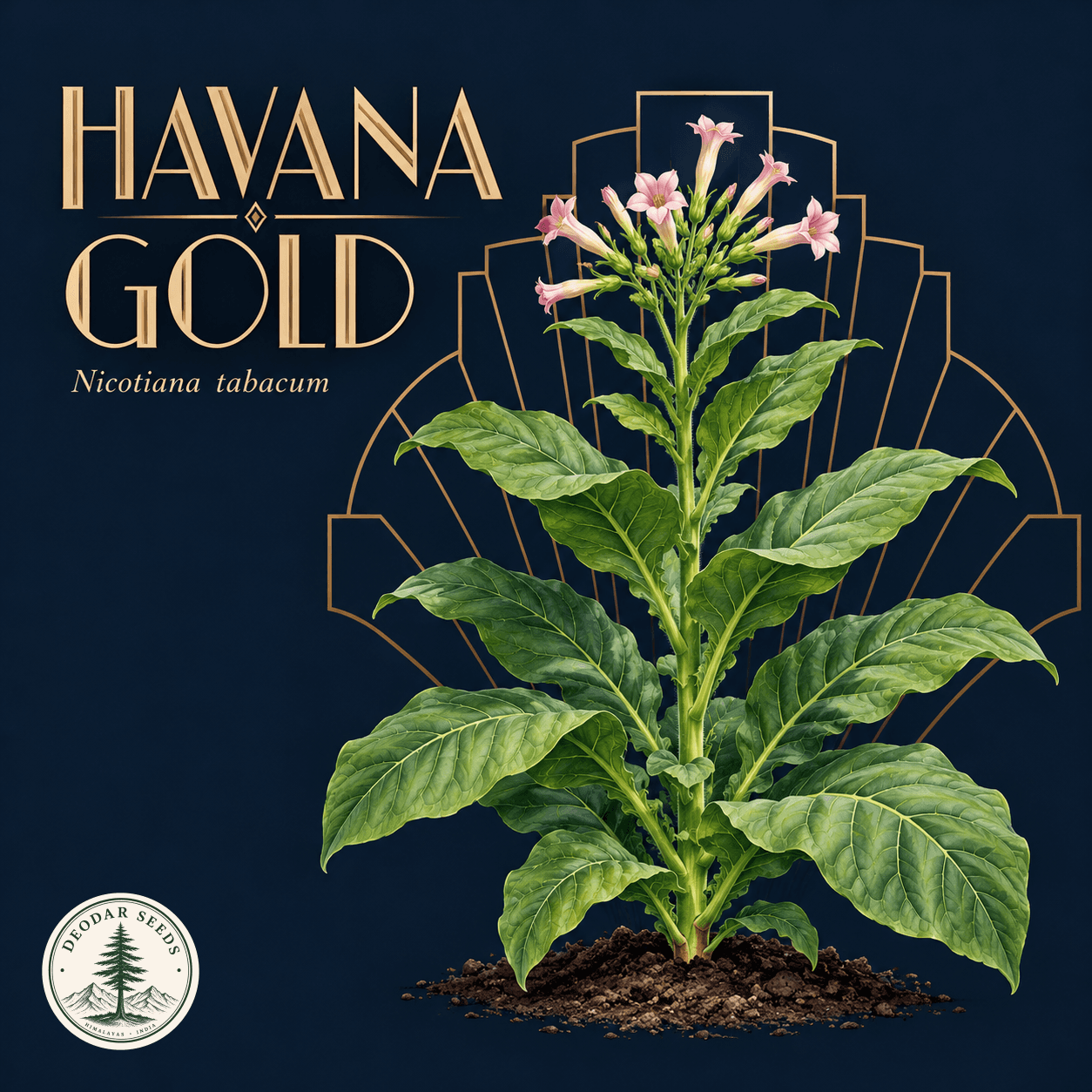 Illustrated cover: HAVANA GOLD (Nicotiana tabacum)