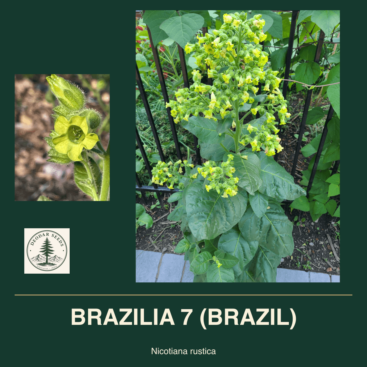 BRAZILIA 7 (BRAZIL) Nicotiana rustica seed cover with two views of green leaves and yellow-green flowers.