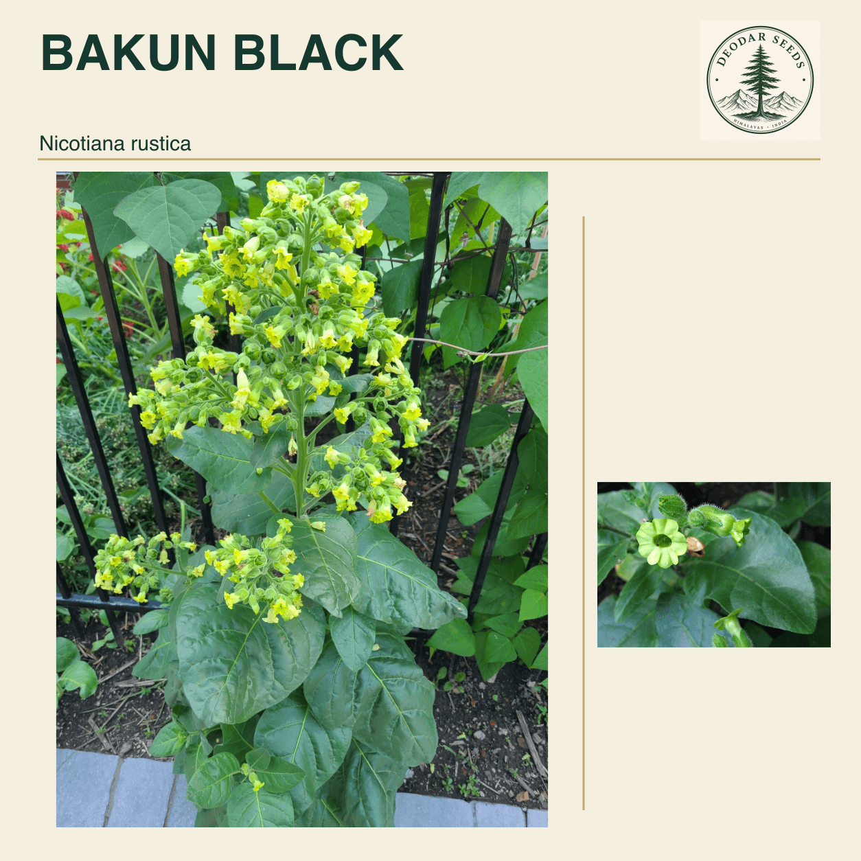 BAKUN BLACK Nicotiana rustica seed cover with two views of green leaves and yellow-green flowers.