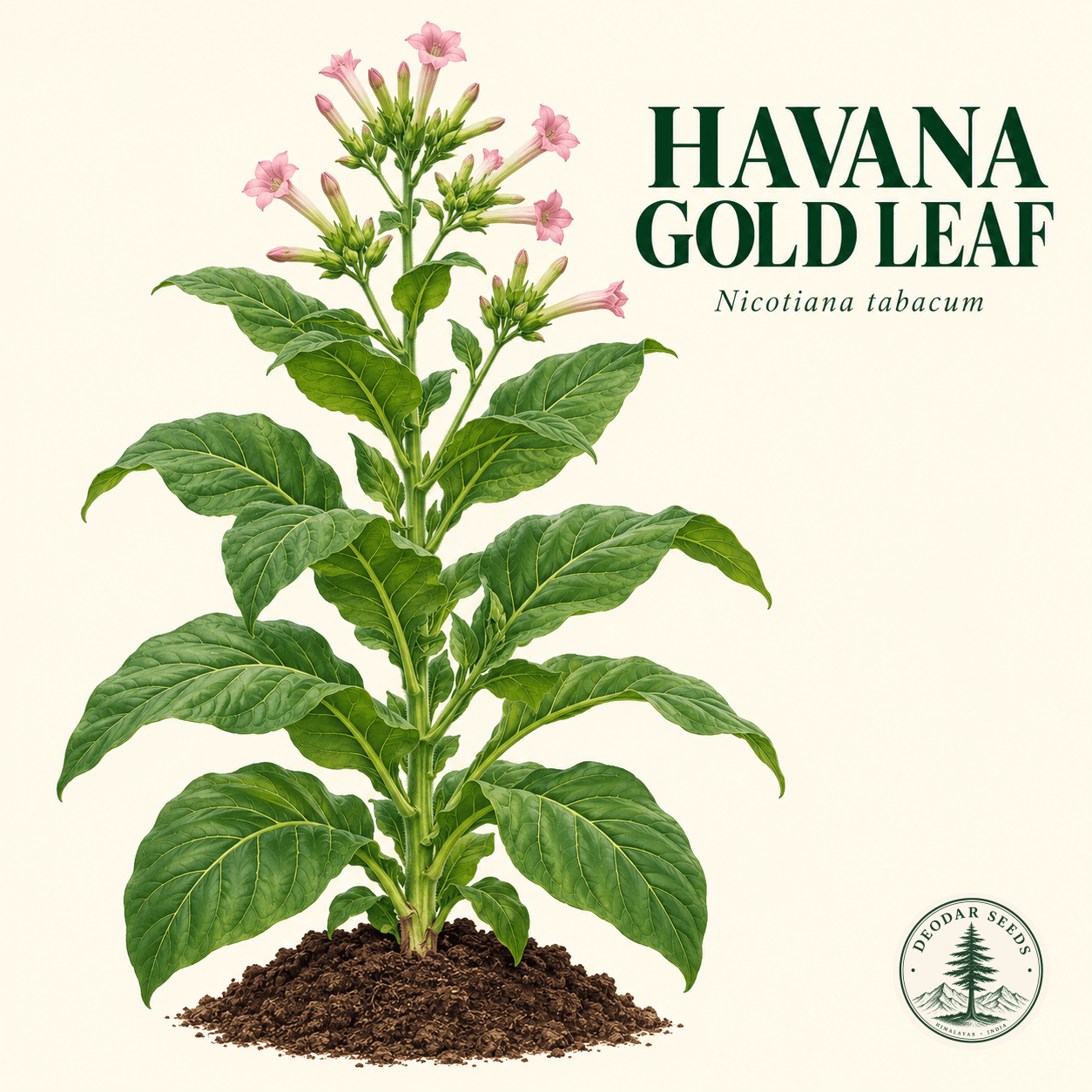 Illustrated cover: HAVANA GOLD LEAF (Nicotiana tabacum)